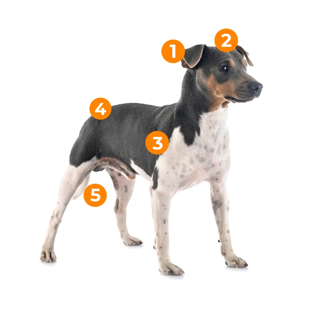 caracteristicas fisicas